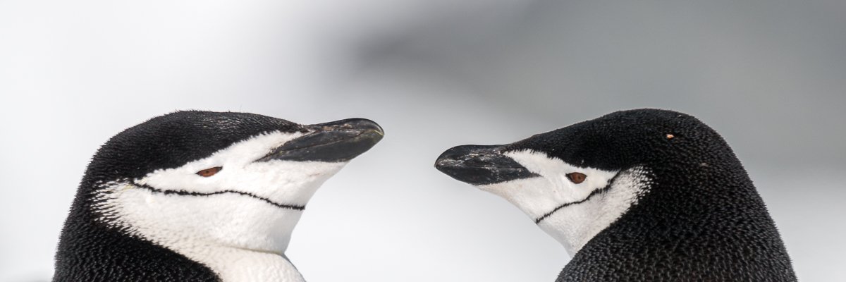 kinband pinguins antarctica norge reiser.jpg