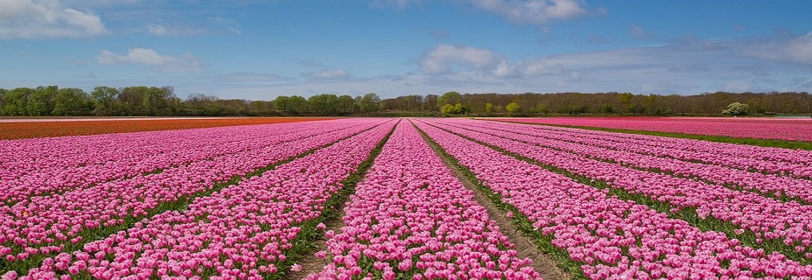 nederland header.jpg