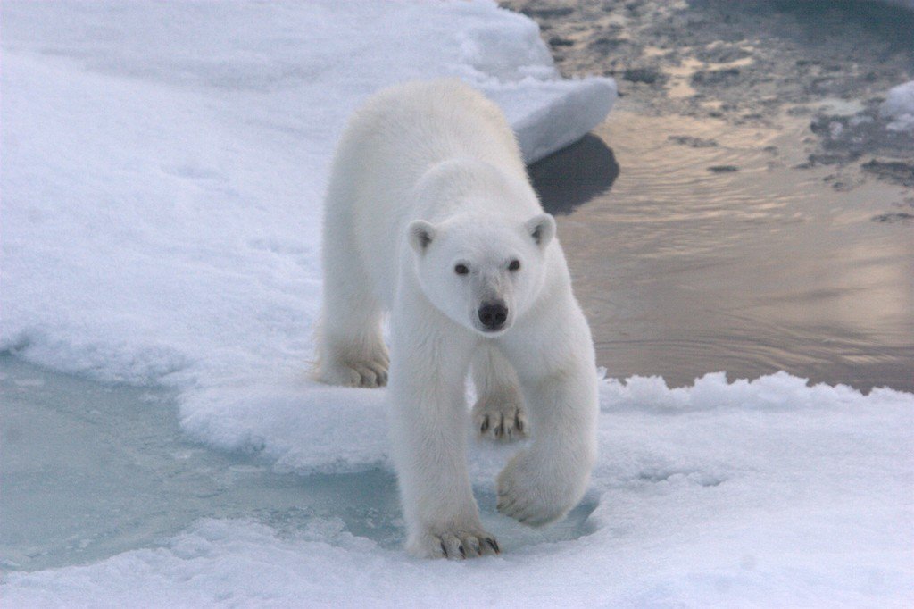 Spitsbergen aanbod